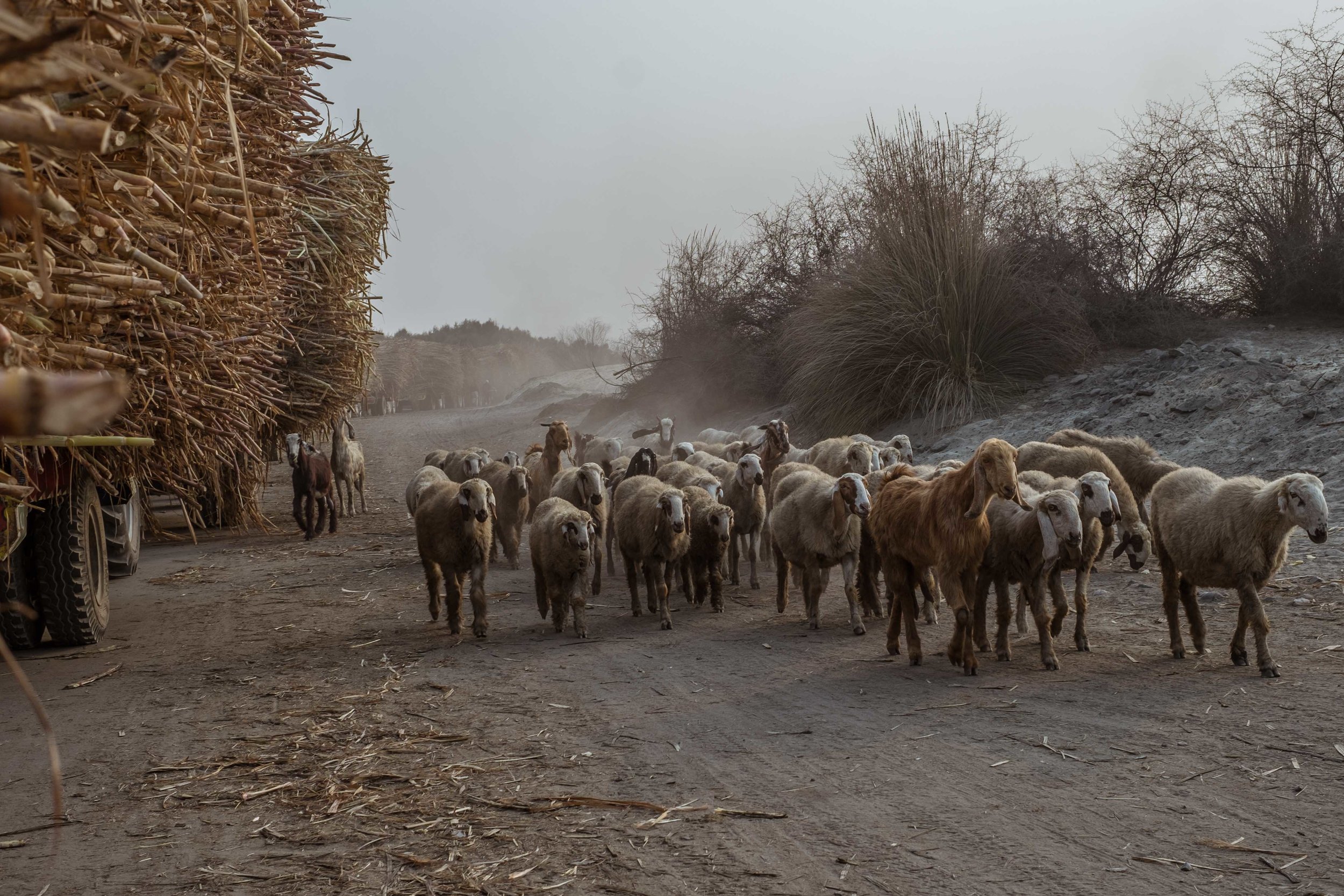 spo-Muzafargarh-Multan-Derawar476.jpg