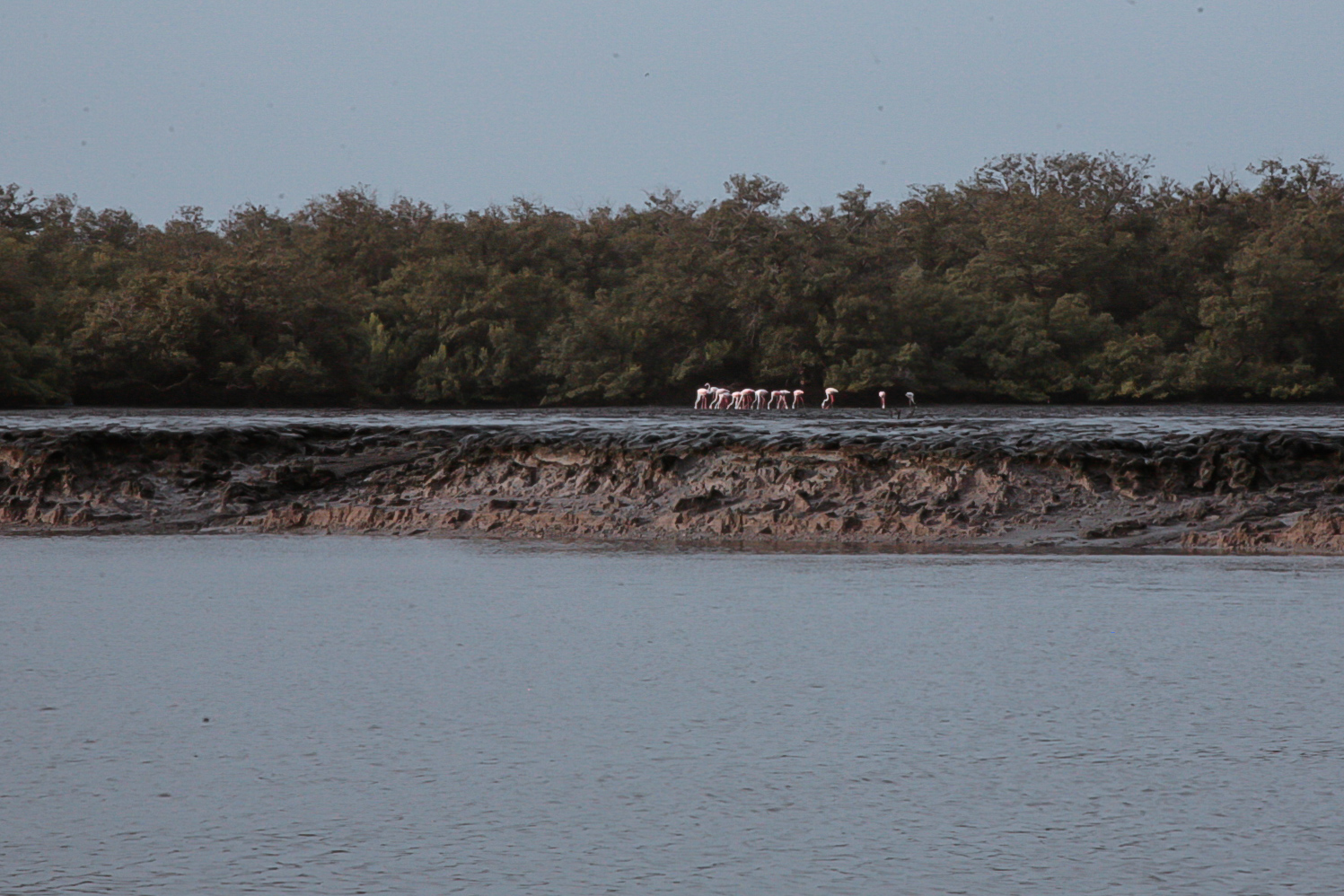 2012-01-mangrove-plantations-binqasim.jpg
