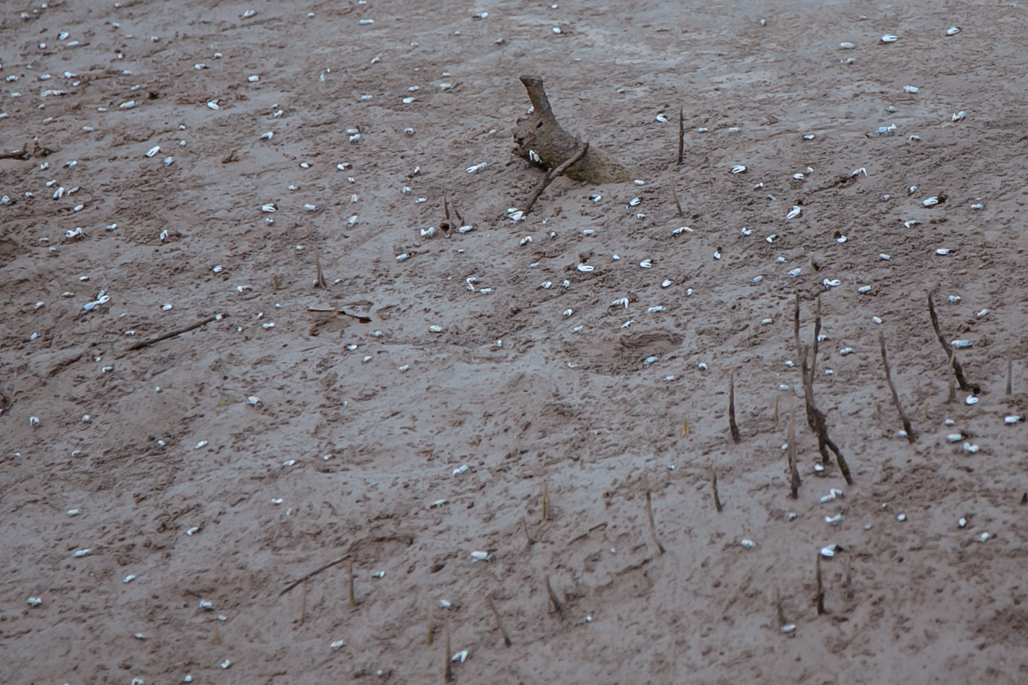 2012-07-mangrove-plantations-binqasim.jpg