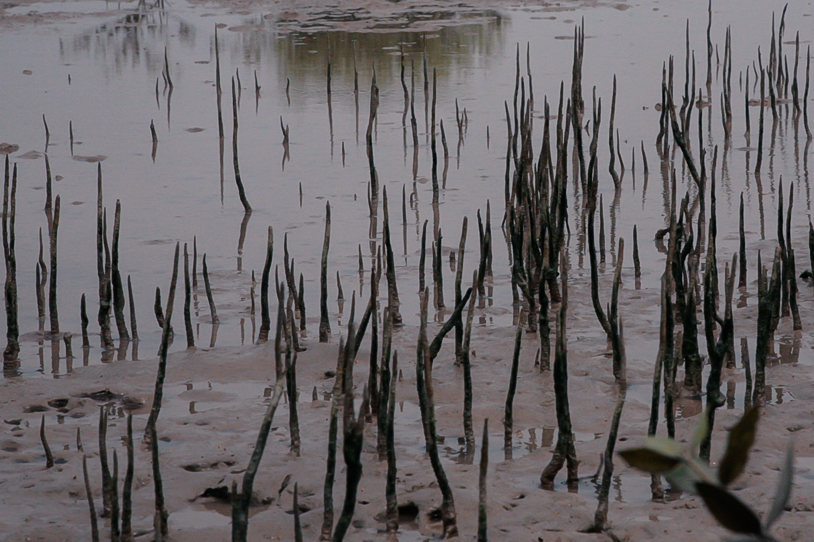 2012-13-mangrove-plantations-binqasim.jpg